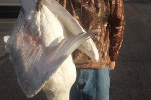 Braggin' Board Photo: Hunting Swans
