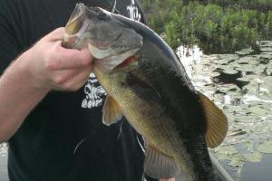 Braggin' Board Photo: Bass