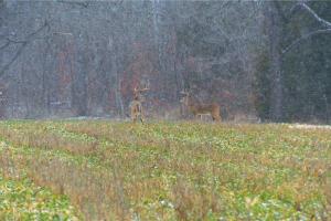 Braggin' Board Photo: Missouri Bucks - Jan/2014