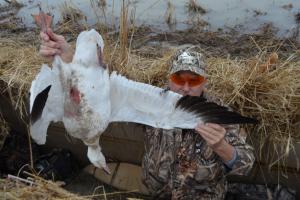 Braggin' Board Photo: Snow Geese IYFSnwRuss