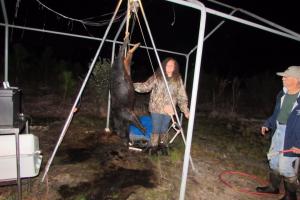Braggin' Board Photo: Large Sow! 16 year old Granddaughter kills hog in Perry FL