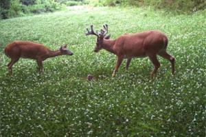 Braggin' Board Photo: Big Ole Missouri Buck