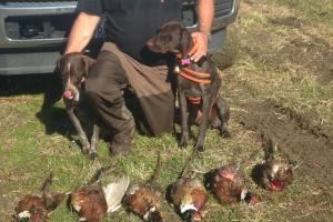 Braggin' Board Photo: Successful Pheasant Hunt 2015