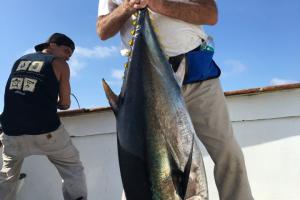 Braggin' Board Photo: Tuna FishingSan Diego, CA