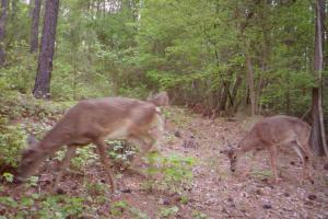 Braggin' Board Photo: Deer on Game Camera