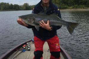 Braggin' Board Photo: Striper from the Saint John River