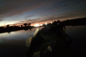Braggin' Board Photo: Night Fishing for bass