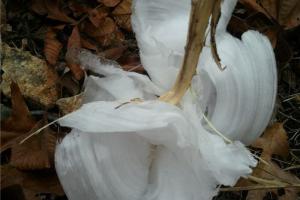 Braggin' Board Photo: Missouri November Frost Flower