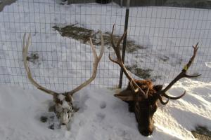 Braggin' Board Photo: Harvested Elk Bull 2016