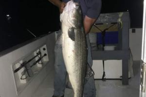 Braggin' Board Photo: Striper Bass