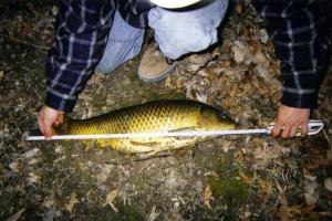 Braggin' Board Photo: 29inch Carp