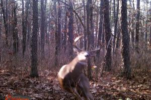 Braggin' Board Photo: Bow Season Buck