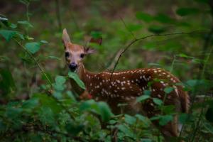 Braggin' Board Photo: Baby Deer Posing