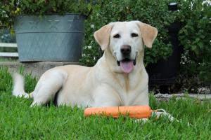 Braggin' Board Photo: My Hunting Dog Dixie