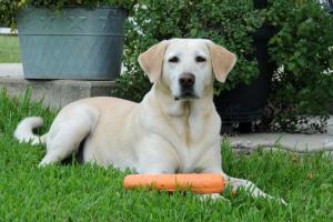 Braggin' Board Photo: Miss Dixie - hunting dog