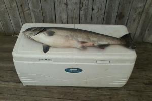 Braggin' Board Photo: Big King Salmon