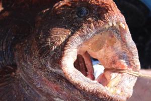 Braggin' Board Photo: Wolf EEL