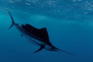 Braggin' Board Photo: Sailfish