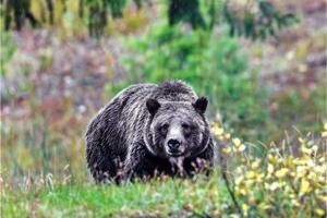 Braggin' Board Photo: grizzly Wyoming