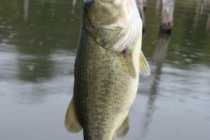 Braggin' Board Photo: Good Catch - Bass