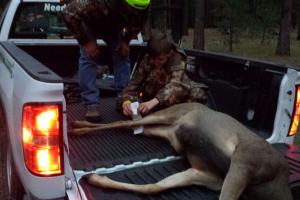 Braggin' Board Photo: Putting the Deer Tag on 1st deer