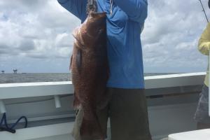 Braggin' Board Photo: Record Gray Snapper photo #2