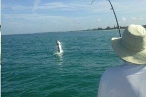 Braggin' Board Photo: tarpon jump