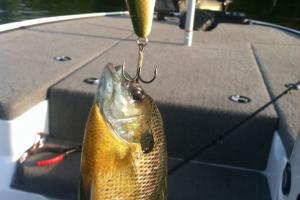 Braggin' Board Photo: Sunfish on a Sunfish