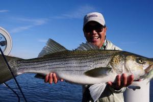 Braggin' Board Photo: Big San Luis Striper Caught on a Fly