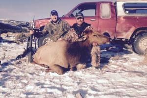 Braggin' Board Photo: 550 lb Cow Elk