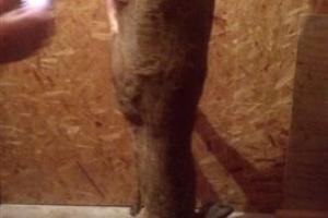 Braggin' Board Photo: 13 POINT Buck 2013