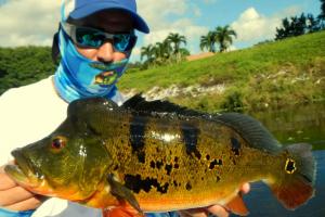 Braggin' Board Photo: Peacock Bass