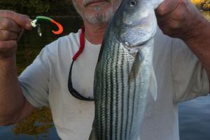 Braggin' Board Photo: Big White Bass
