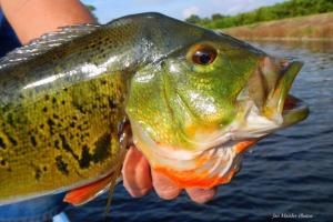 Braggin' Board Photo: MoserpeacockAW100 Peacock Bass