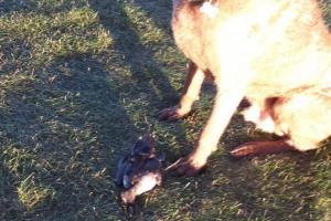 Braggin' Board Photo: Hunting dog