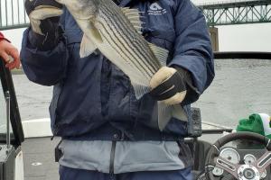 Braggin' Board Photo: Stripe Bass, New Brunswick