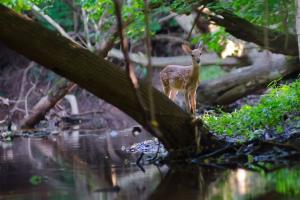 Braggin' Board Photo: Baby Deer