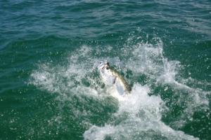 Braggin' Board Photo: tarpon  dave  miller