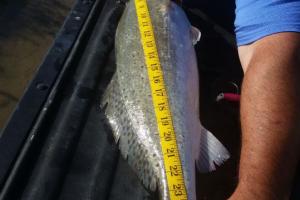 Braggin' Board Photo: friend....28in...8lb