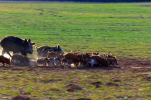 Braggin' Board Photo: Wild Pigs in Western Oklahoma