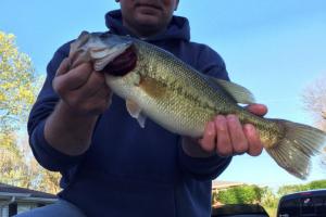 Braggin' Board Photo: Good Day Fishing