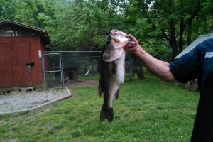 Braggin' Board Photo: Good day to catch bass