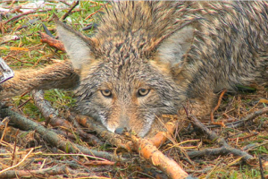 Braggin' Board Photo: Trapping Predators