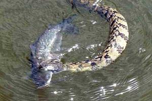 Braggin' Board Photo: Battle Royal Snake vs Catfish