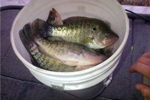 Braggin' Board Photo: Crappie Fishing on Pickwick Lake
