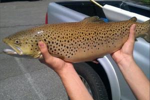 Braggin' Board Photo: 8 lb lake trout