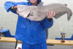Braggin' Board Photo: 45-pound Ohio River Bluecat