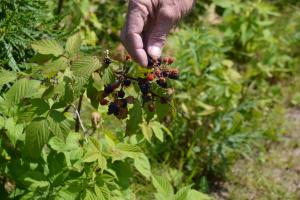 Braggin' Board Photo: Picking Blackberries