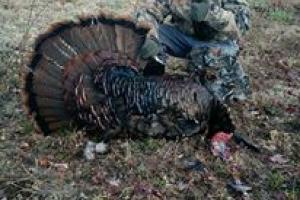 Braggin' Board Photo: 9 yr old Bradley's First Turkey