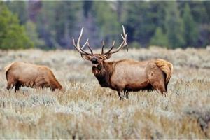 Braggin' Board Photo: elk wy 2